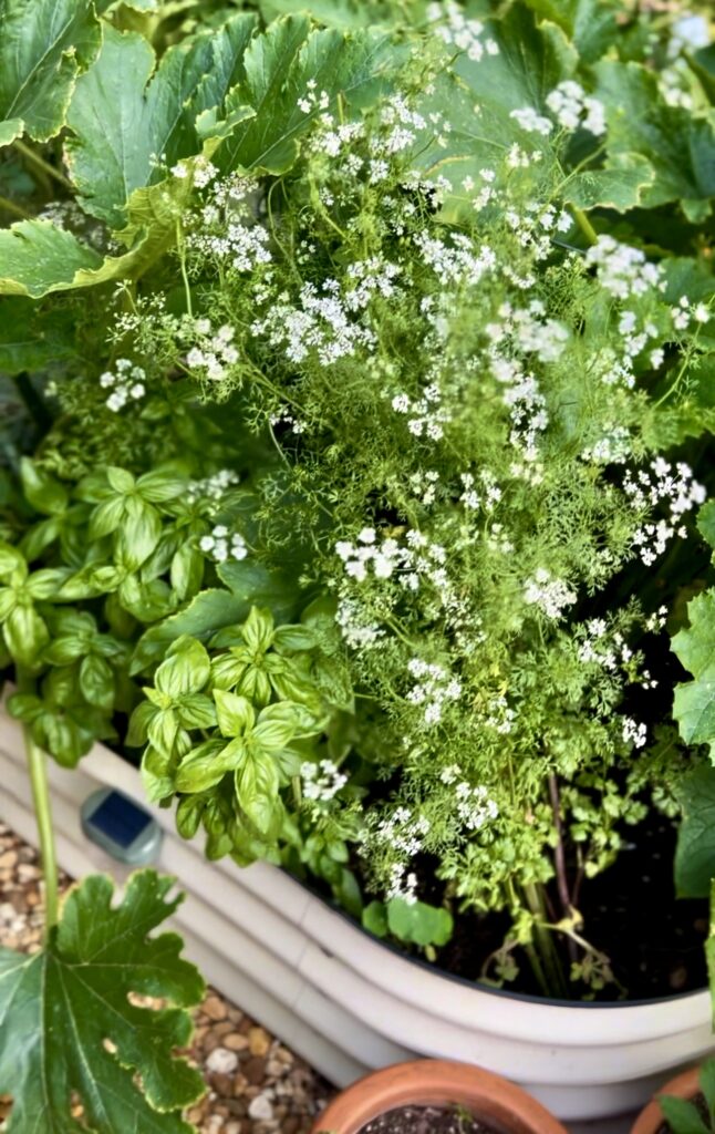 Bolted cilantro plant in full bloom, covered in delicate white flowers, growing in a sunny garden bed.