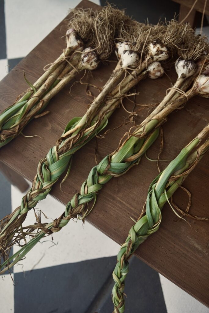 Dirt-covered garlic bulb just harvested from the garden