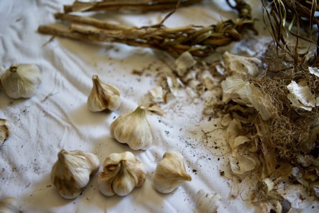 Garden-grown garlic bulbs laid out for curing