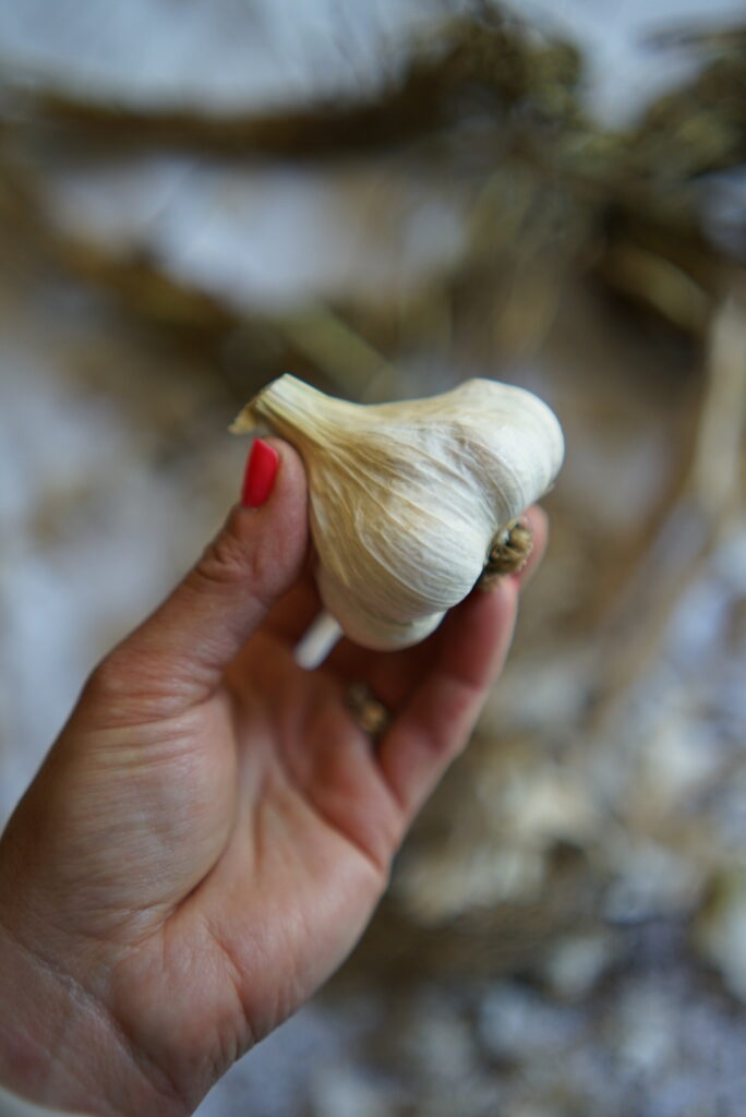 Hand holding freshly pulled garlic bulb from the soil
